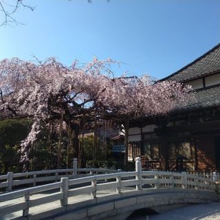 しだれ桜…九分咲き